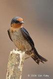 Swallow, Pacific