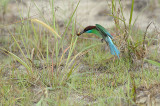 Bee-eater, Blue-throated @ Punggol
