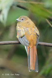 Trogon, Red-headed (juvenile) @ Jln Lady Maxwell