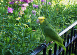 A parrot at Riverside Park - HELLO HELLO