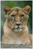 Lionne