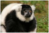 Lemur vari noir et blanc
