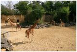 Girafes