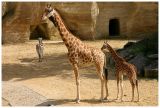 Girafes