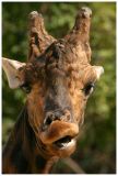 Girafe