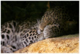 Leopard de perse