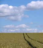 Minworth crops