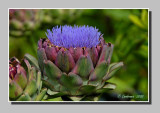 Globe artichoke