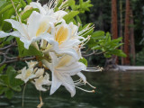 Rhododendron along the river