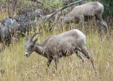 Bighorn Ewes.jpg