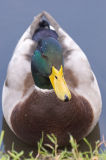 Mallard Duck (M)