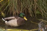 Mallard Duck (M)