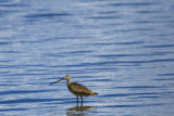 Godwit CGCT 21_25 June 09 980.jpg