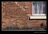 Tilted Cottage Flowers, Black Country Museum