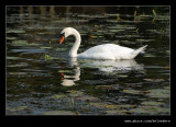 Feeding Swan, Stowe