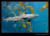 Leopard Shark, Monterey Bay Aquarium, CA