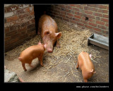 Back Garden Pig Sty, Black Country Museum