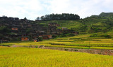 Rice fields in Xijiang Miao Village