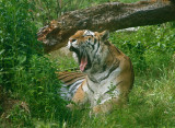 Siberian Tiger(Panthera tigris altaica)