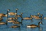 A gaggle of geese