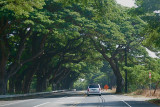 Shaded Maui highway