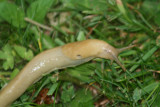 Vancouver Island slug