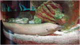Purplemouth Moray.jpg