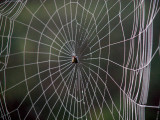 Spider Webs 013.jpg