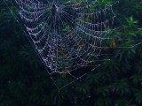 Spider Webs 017a.jpg
