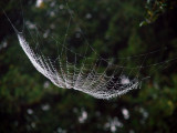 Spider Webs 025.jpg