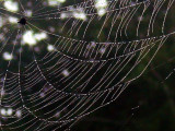 Spider Webs 033.jpg