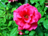 Roses 018.jpg