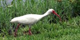 White Ibis(2).JPG