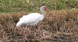 Young Ibis.JPG