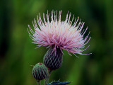 Blooming Alone - Thistle