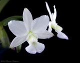 Cattleya walkeriana 'White Moon' AM/AOS