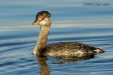 Horned Grebe