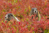 Hoary marmots