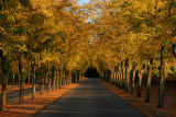 Tunnel of Gold