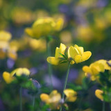Yellow Wildflowers 16186