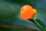 Sunstruck Orange Berry 20080717