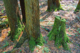 Mossy Stump 20080720