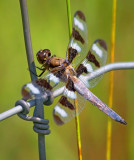 Dragonfly On A Fence 16772