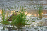 Lurking In The Grass 20080810