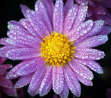Dewy Purple Flower 20080924