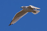 Gull In Flight 21999