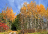 Autumn Birches 23021