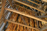 Tobacco Curing 24781