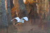 Egret In Flight 26213