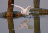 Snowy Egret Hunting 27863